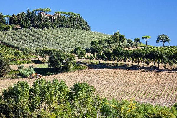 Eggers, Julie 아티스트의 Italy-Tuscany Villa on hillside surrounded with olive trees and vineyard작품입니다.